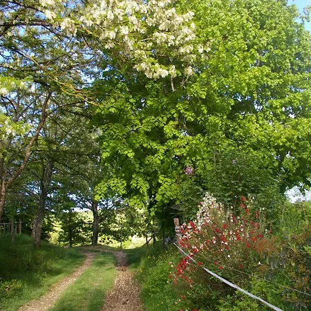 L'appel De La Forêt