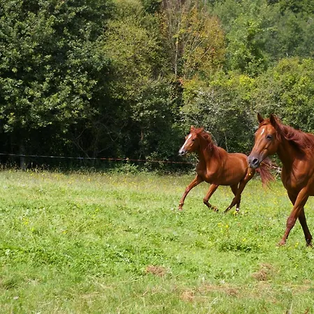 Feriehus L'appel De La Foret