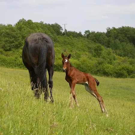 Feriehus L'appel De La Foret Betplan